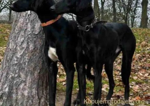 Saluki štenci, jedinstvena prilika - 5/10
