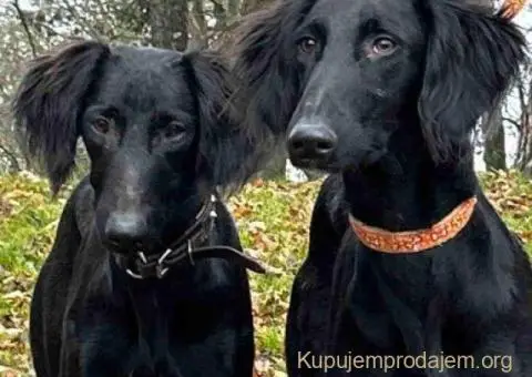 Saluki štenci, jedinstvena prilika - 6/10