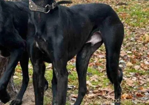 Saluki štenci, jedinstvena prilika - 7/10