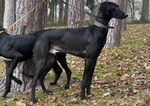 Saluki štenci, jedinstvena prilika - 8/10