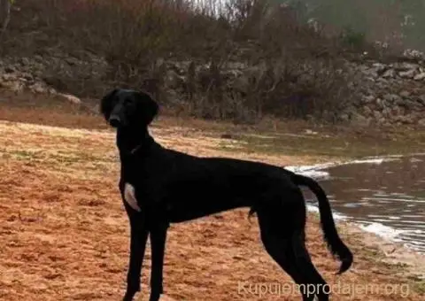Saluki štenci, jedinstvena prilika - 10/10