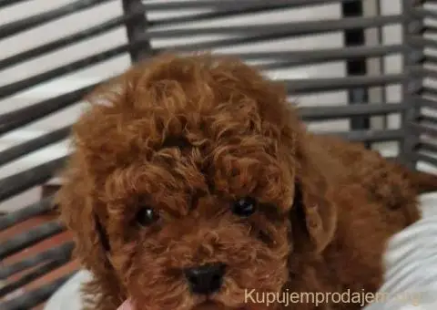 Registrovana odgajivacnica Hopy queen poodle - 1/6