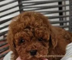 Registrovana odgajivacnica Hopy queen poodle