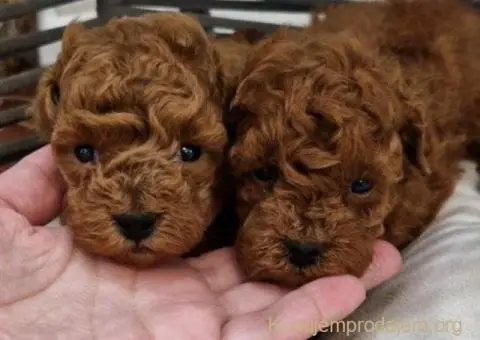 Registrovana odgajivacnica Hopy queen poodle - 2/6