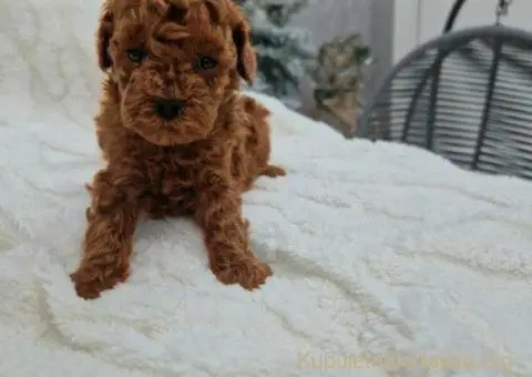 Registrovana odgajivacnica Hopy queen poodle - 4/6