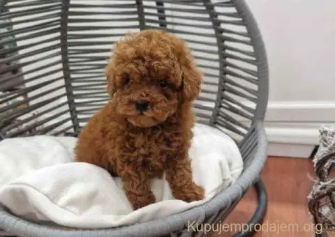 Registrovana odgajivacnica Hopy queen poodle - 5/6