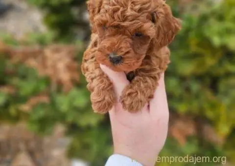 Crvene pudle toy, od oba roditelja u mom vlasnistvu - 1/5