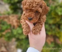 Crvene pudle toy, od oba roditelja u mom vlasnistvu