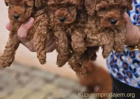 Crvene pudle toy, od oba roditelja u mom vlasnistvu - 2/5