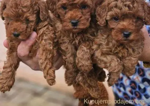 Crvene pudle toy, od oba roditelja u mom vlasnistvu - 3/5