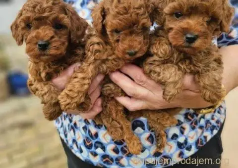 Crvene pudle toy, od oba roditelja u mom vlasnistvu - 4/5