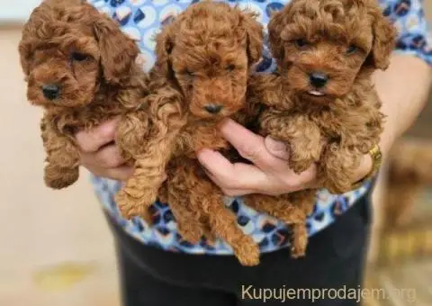 Crvene pudle toy, od oba roditelja u mom vlasnistvu - 5/5