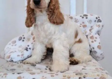 Koker španijel štenci, izložbenog potencijala - 1/6