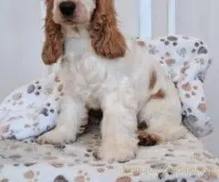 Koker španijel štenci, izložbenog potencijala