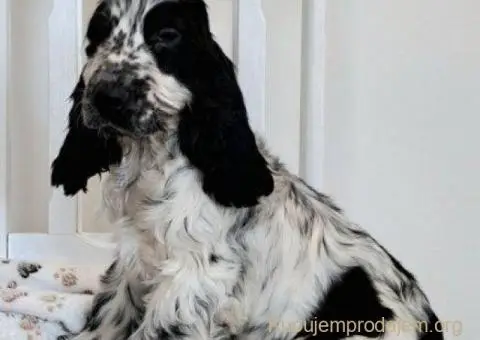 Koker španijel štenci, izložbenog potencijala - 2/6