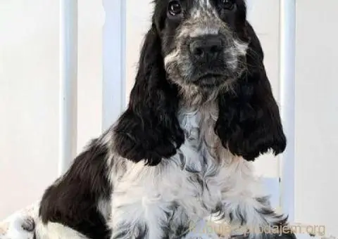 Koker španijel štenci, izložbenog potencijala - 3/6