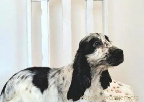 Koker španijel štenci, izložbenog potencijala - 5/6