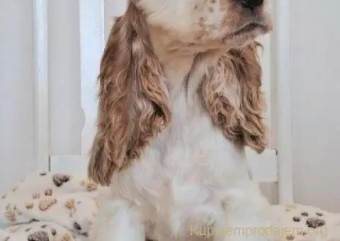 Koker španijel štenci, izložbenog potencijala - 6/6