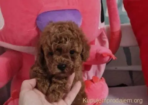 Prodajem preslatke toy pudlice - 1/6