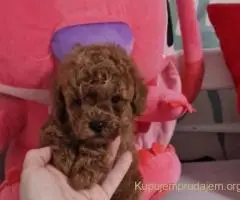 Prodajem preslatke toy pudlice