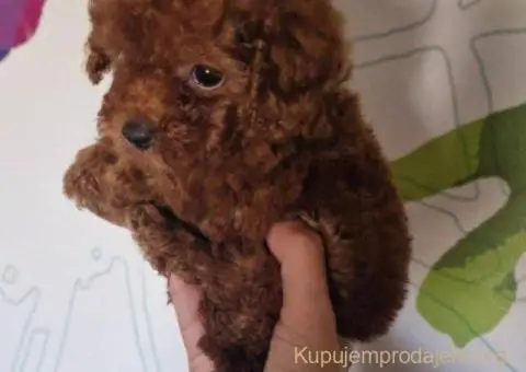 Prodajem preslatke toy pudlice - 2/6