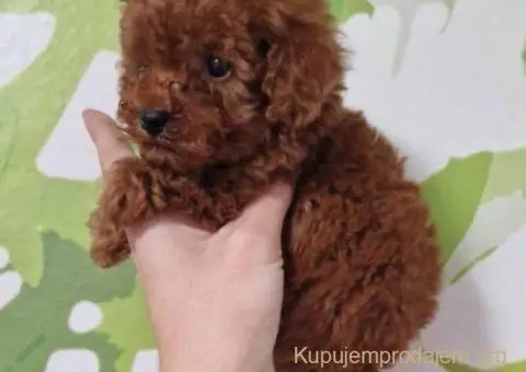 Prodajem preslatke toy pudlice - 3/6