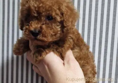 Prodajem preslatke toy pudlice - 4/6