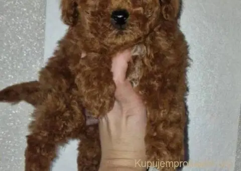 Prodajem preslatke toy pudlice - 5/6