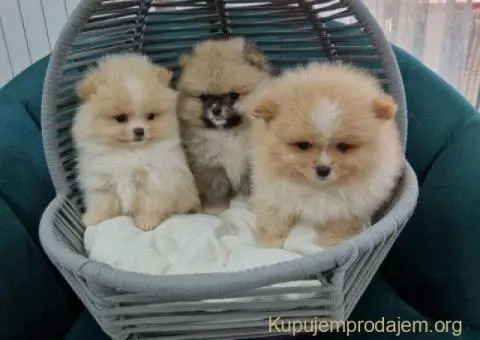 Pomeranci preslatki, malene bebice - 1/3