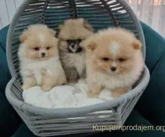 Pomeranci preslatki, malene bebice