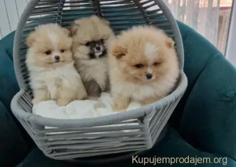 Pomeranci preslatki, malene bebice - 2/3