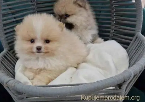 Pomeranci preslatki, malene bebice - 3/3