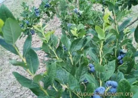 Prodajem zasad borovnice Sabac-Varna - 1/13