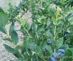 Prodajem zasad borovnice Sabac-Varna