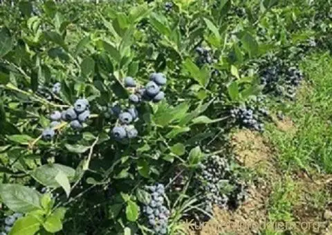 Prodajem zasad borovnice Sabac-Varna - 2/13