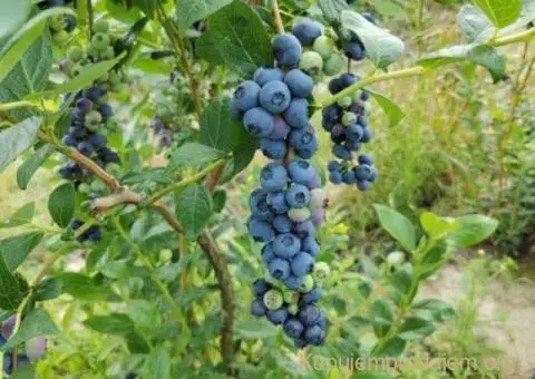 Prodajem zasad borovnice Sabac-Varna - 3/13