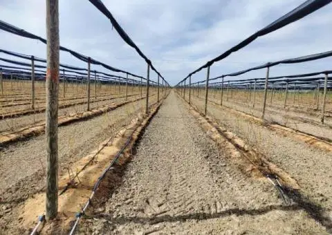 Prodajem zasad borovnice Sabac-Varna - 6/13