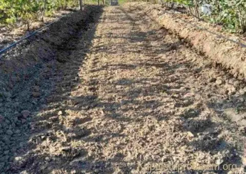 Prodajem zasad borovnice Sabac-Varna - 7/13