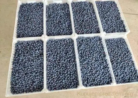 Prodajem zasad borovnice Sabac-Varna - 8/13