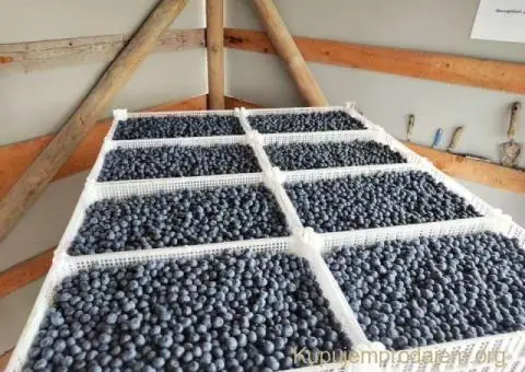 Prodajem zasad borovnice Sabac-Varna - 9/13