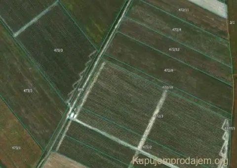 Prodajem zasad borovnice Sabac-Varna - 13/13