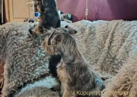 Štenci patuljastih šnaucera - 1/8