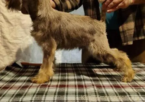 Štenci patuljastih šnaucera - 2/8