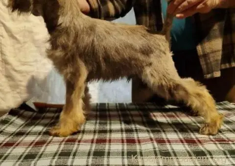 Štenci patuljastih šnaucera - 4/8