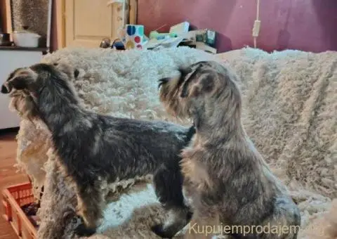 Štenci patuljastih šnaucera - 5/8