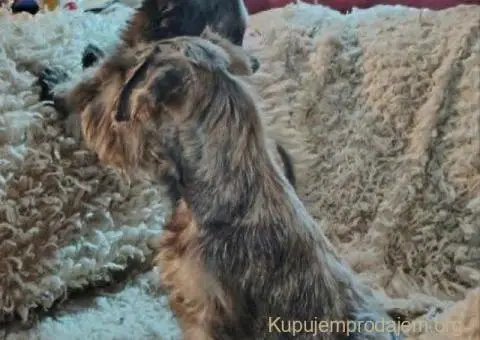 Štenci patuljastih šnaucera - 6/8