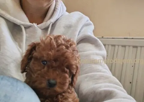 Crvene toy pudle - 2/4