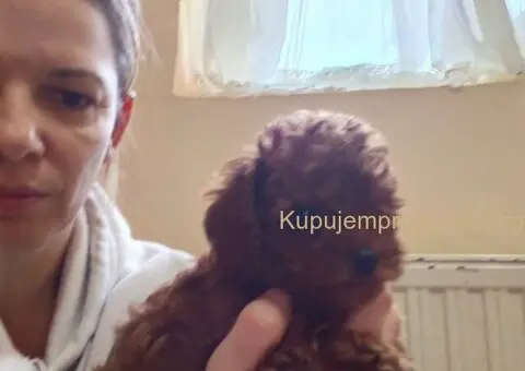 Crvene toy pudle - 3/4