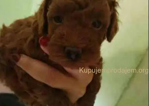 Crvene toy pudle - 4/4