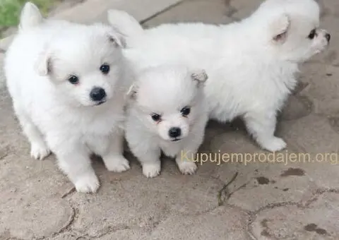 Nemački špic, štenci snežno bele boje - 1/6